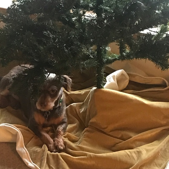 Smoke Free and Pet Friendly Home - Picture 5 of 9